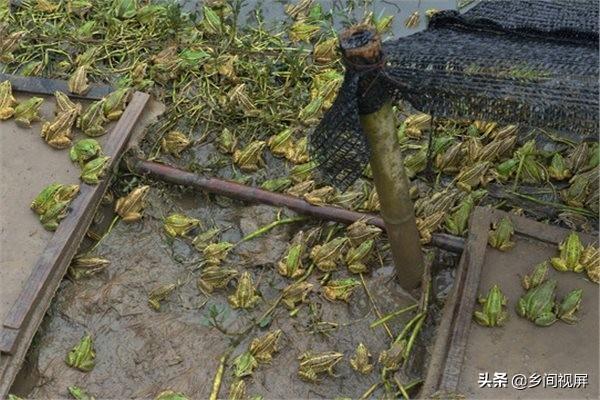 虎纹蛙价格行情:养殖青蛙市场需求大吗？我是湖南衡阳的，想回家创业？