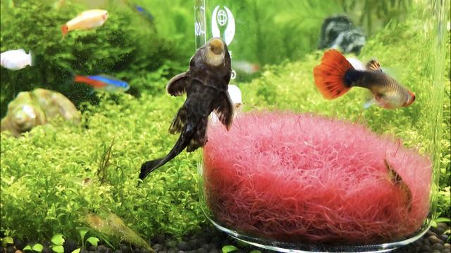 海鲜水族箱图片:水族箱图片大全 可以嗮嗮你们的鱼缸照片吗？