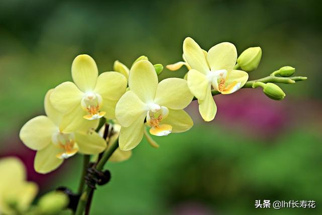 小型观花植物:有哪些适合秋冬观花的室内植物？