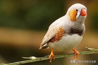 珍珠鸟的图片:如何饲养出漂亮活泼、且高繁殖的珍珠鸟？