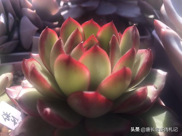 吉娃娃图片:多肉植物哪种好看又好养，如果拼养哪几种放在一起？