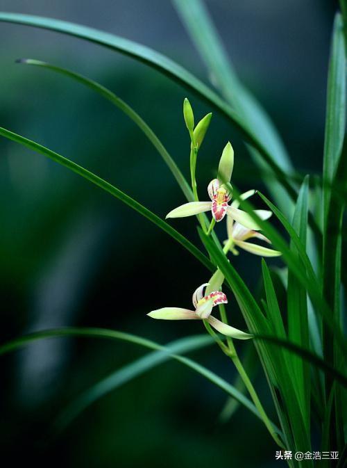 头条问答 - 对于天价兰花,你有什么看法?(诗溢烟雨的回答,0赞)