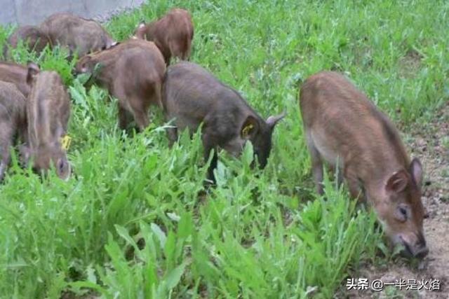 东莞宠物用品厂家黄页:野生动物可以保护。唯独野猪是一大害。你们怎么看？ 东莞宠物用品包装袋生产厂家