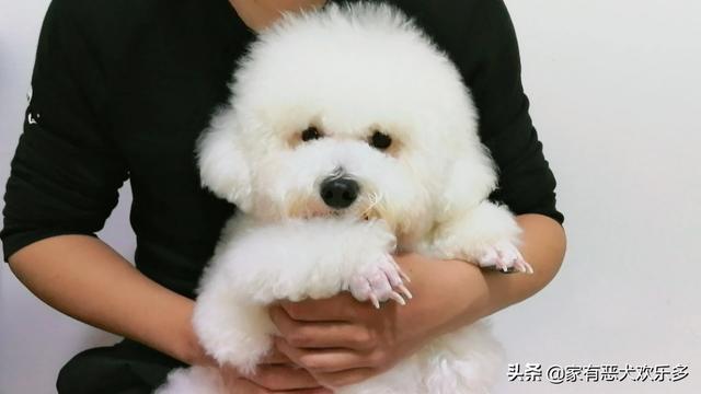 金毛犬性格好不好:一条狗性格好不好主要看哪几个方面？ 金毛犬的性格