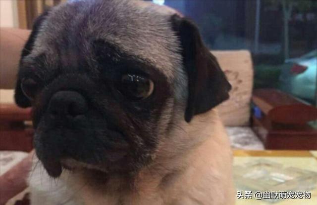 波士顿犬:哪种小型犬便宜又好看还好养？