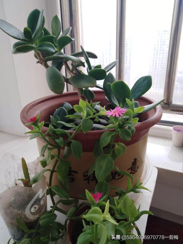 玉树养成盆景的几个技巧，为什么有人养在室内就容易挂掉呢？插图24