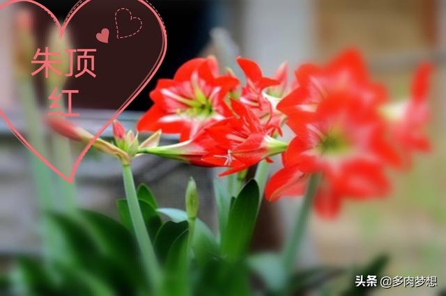 文殊兰一米多少钱:兰花的美丽让人着迷，那君子兰，文殊兰，虎皮兰，吊兰是兰花么？