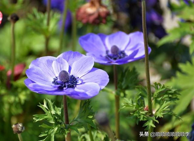 黄水仙的花语:哪种花的花语是等待你爱上我？