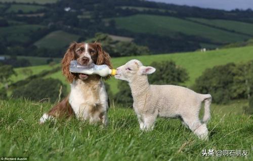 德国牧羊犬幼犬喂养方法:如何养好一只德国牧羊犬？