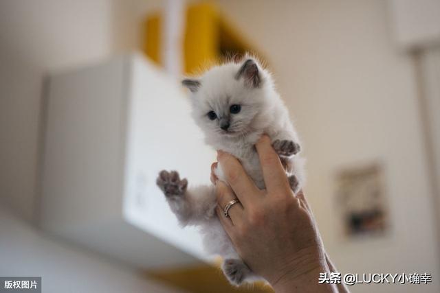 养猫注意事项:哪些养猫行为，其实是在让猫承受痛苦？ 养猫注意事项 寄生虫