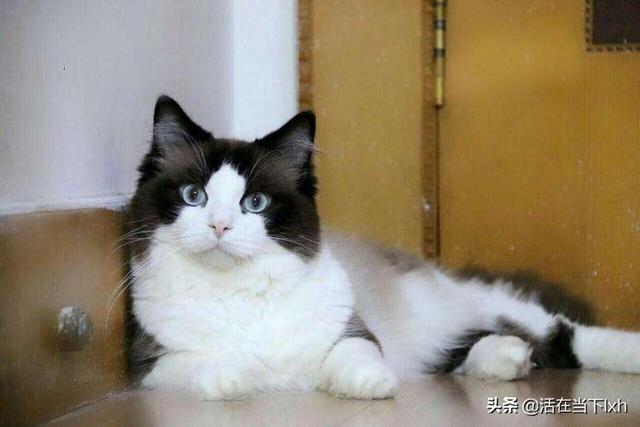布偶猫吧 很瘦:十个月布偶公猫多重正常啊？ 布偶猫很瘦不长肉怎么办