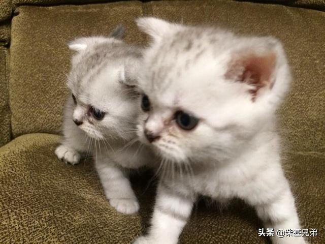 新手养猫需要准备什么，没养过猫的新萌想养的话，要注意什么