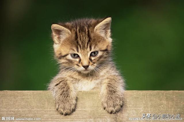 猫咪要怎样才更容易发腮？