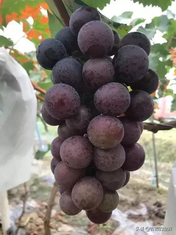 上架的巨峰葡萄冬季怎样剪