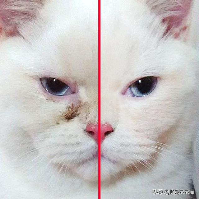 泪腺炎的症状及治疗方法:泪腺炎症状有哪些 猫咪有泪痕会发生什么？怎么治疗？