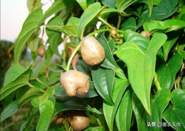 头条问答 - 脚板薯有多少种类?怎么种植?(15个回答)