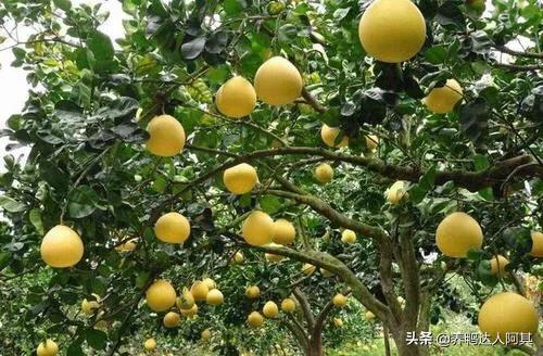 介壳虫 洗衣粉:柚子树病虫防治用什么农药？