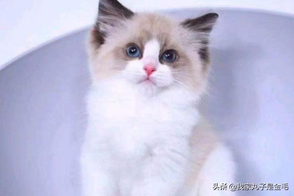 布偶猫多少钱:布偶猫多少钱一只 一只布偶猫大约什么价位？