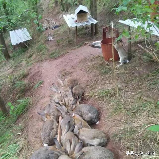 野兔的生活习性和饲养方法:在农村散养鸡厂，鸡和野兔可以混养吗，有什么需要注意的事项？