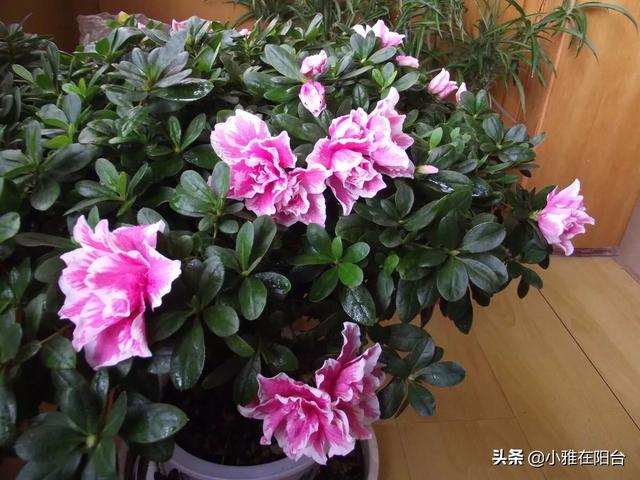 四季杜鹃花夏天怎么养:想要杜鹃花健康生长，在培育的时候，应该如何进行浇水和修剪？