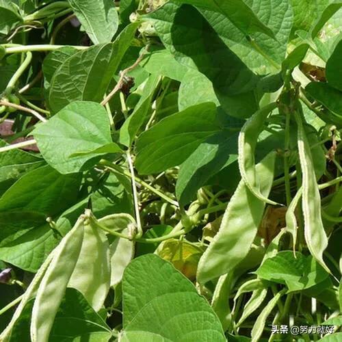 老婆耳朵豆角什么时间种?-图4