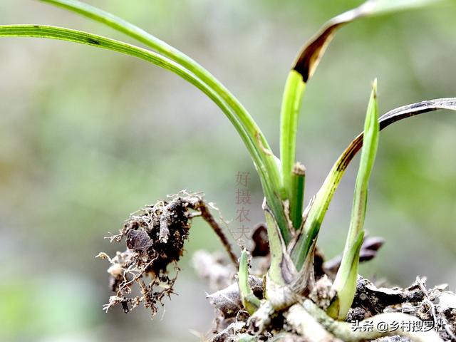 飞燕草发芽:下山一苗草，上盆一个月，现发两芽，能成活吗？