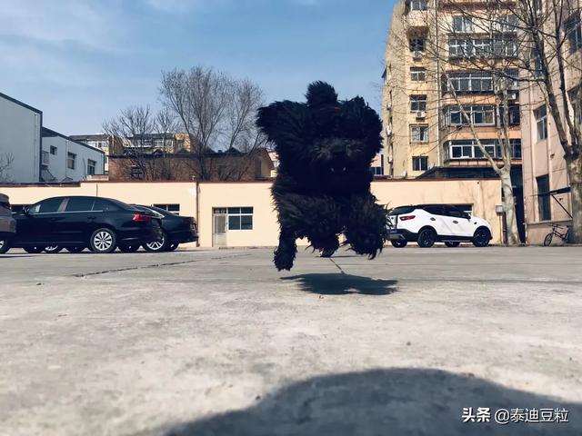 女生为什么不能养泰迪犬:饲养泰迪犬，为什么有些人不建议养母犬？