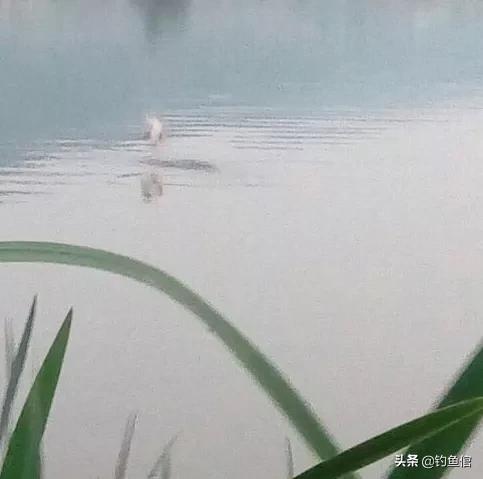 锂鱼的生活习性:河里鲤鱼跳起来的位置是不是它经常呆的地方？为什么？