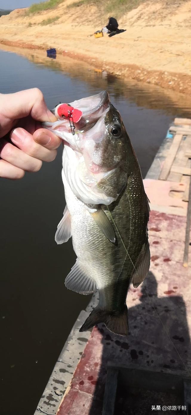 头条问答 - 路亚对象鱼冬天水库鱼藏在什么地方?(14个回答)