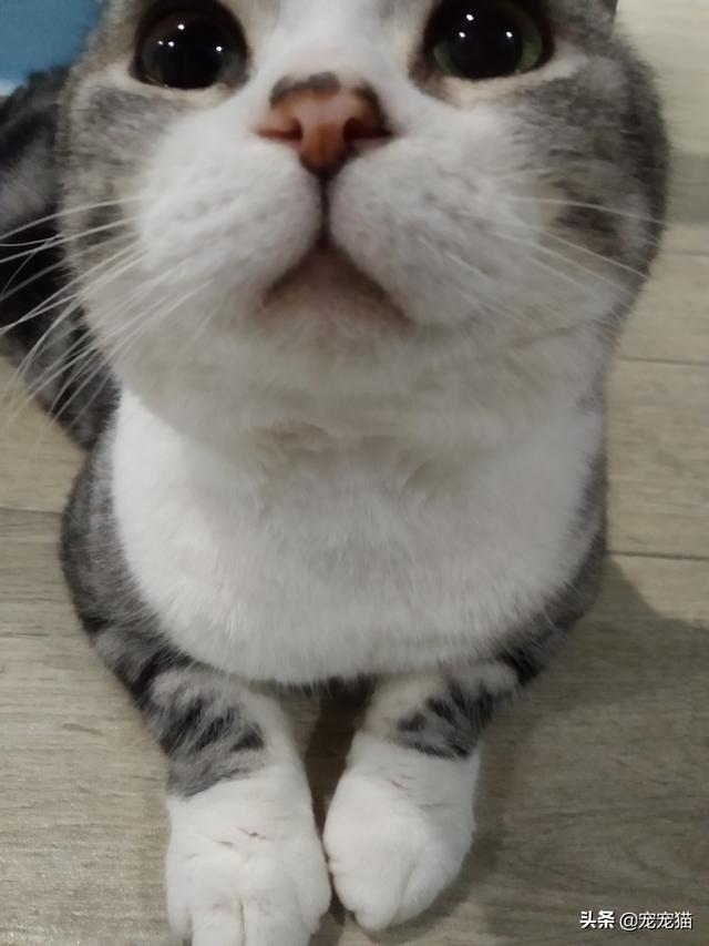 微波炉虐猫事件:如何评价山东大学生虐猫事件