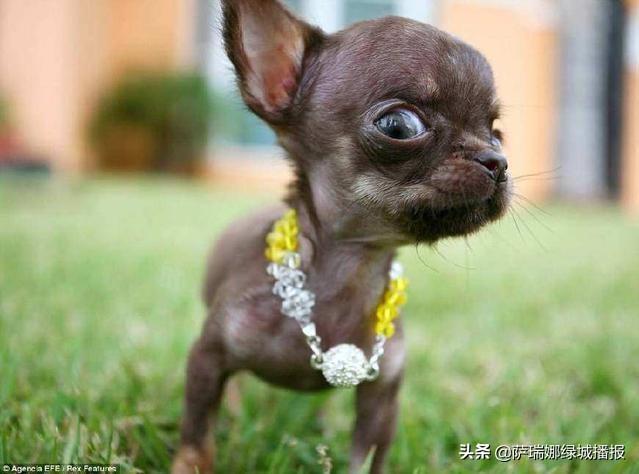 世界上最小的狗多少元:有没有比马尔济斯犬还贵的小型宠物犬？