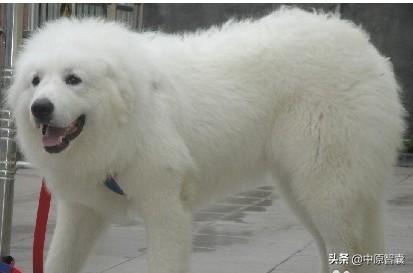 大白熊犬为什么禁养，大白熊犬养起来麻烦吗有没有需要注意的地方