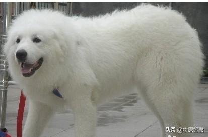 西安大白熊幼犬价格:大白熊犬养起来麻烦吗？有没有需要注意的地方？