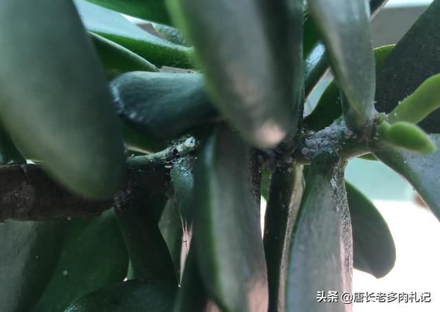 燕子掌怕晒吗:玉树和燕子掌是一样的吗？