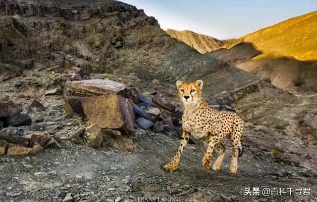 灭绝的动物大象鸟:狮子、老虎、猎豹以及狼是否会灭绝？ 灭绝的大象有哪些
