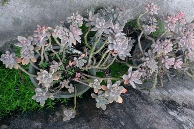 狗茎蝴蝶结插:蝴蝶犬毛发打结、枯燥，怎么办？