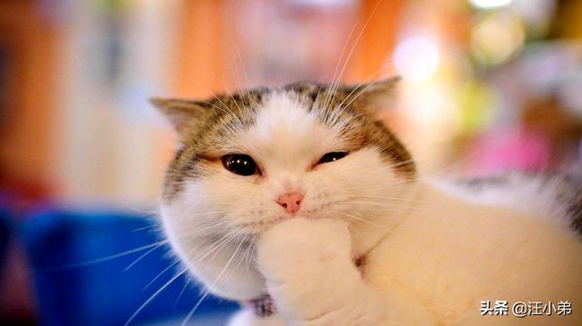 甜蜜猫猫01话:有哪些好看的、重生的甜蜜的小说推荐？