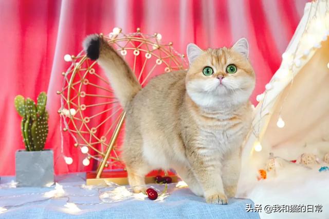 英国渐层短毛猫:银渐层是什么英短还是美短？