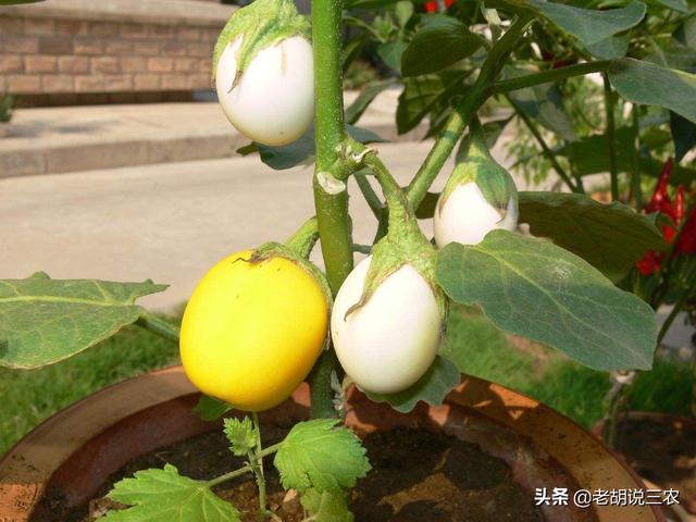 长的像“蛋”,吃起来像西红柿,名字却叫“茄子”,这种蔬菜咋那么奇怪？如何种植呢？