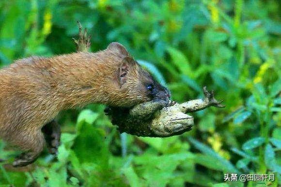 人工繁殖小懒猴:既然穿山甲这么有市场，人工养殖穿山甲可行吗？