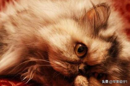 猫食欲不振:猫咪精神不好食欲不振怎么办？