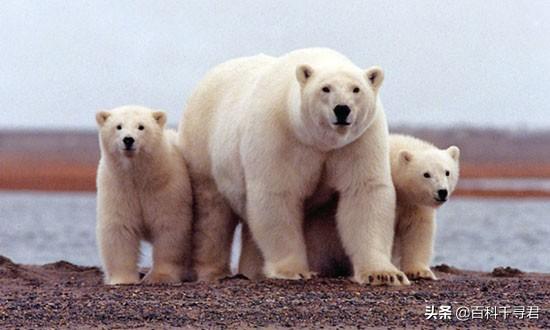 棕熊战斗力什么水平，北美棕熊和北极熊哪个体型大、战斗力强