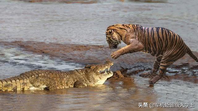 鳄鱼恐龙王虾:老虎和狮子，它们谁对战鳄鱼更厉害呢？