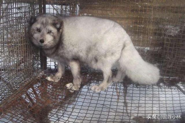 意大利狐狸犬报价:养殖狐狸的前景怎么样？有搞这方面养殖的朋友吗？