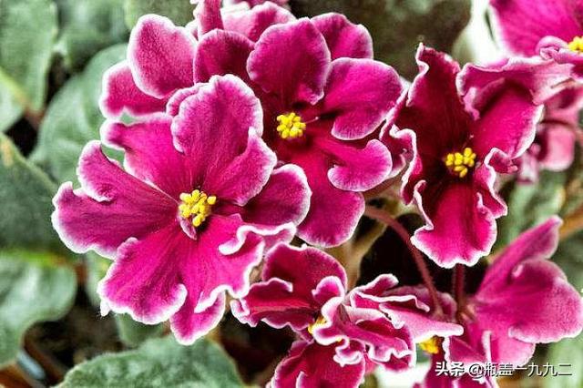 非洲堇养殖方法:花卉植物非洲堇需要用什么肥料？