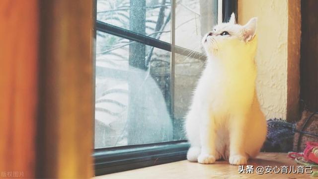 孕期养猫的好处和坏处:养猫是否影响怀孕或影响胎儿？