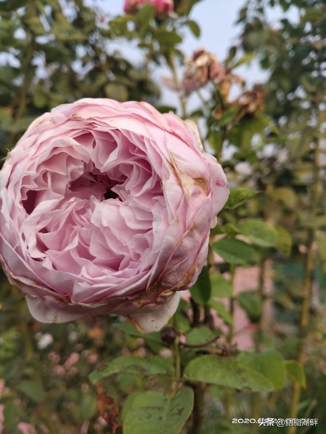 最香的几款月季品种是什么？插图58