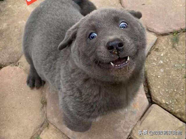 狗狗健康成长100问:春天狗狗最容易得什么病？