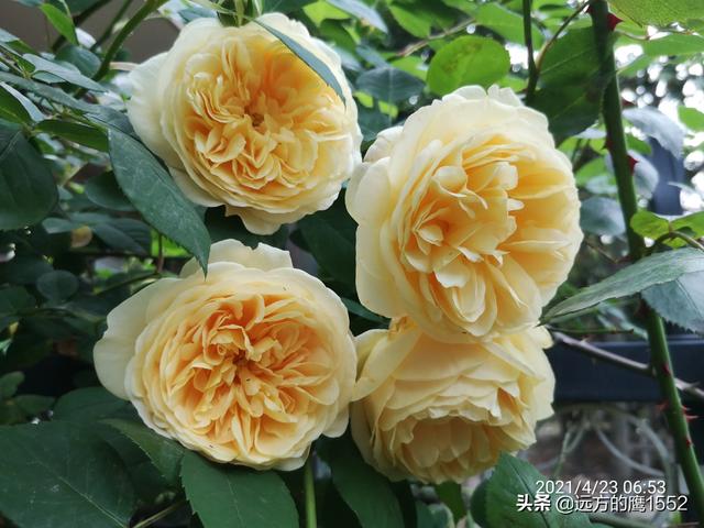 欧洲月季花品种介绍:月季花欧月品种介绍 养好欧月需要花多少时间和金钱？月季好养吗？