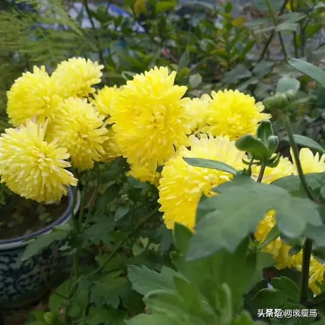 陶渊明简介:陶渊明称的上是一位英雄吗？
